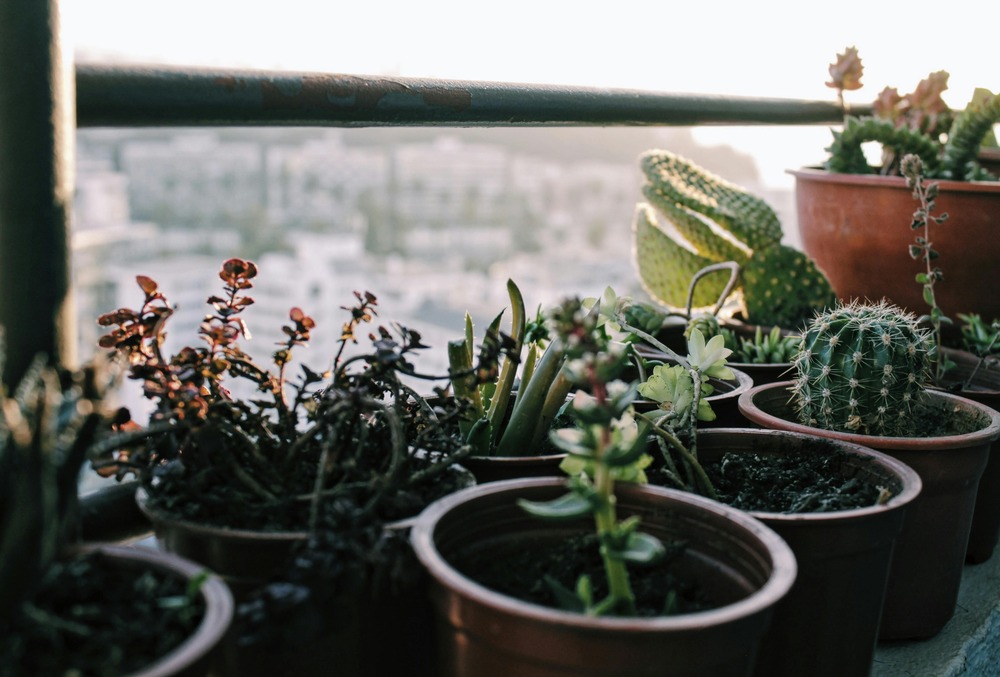 pots of cactus