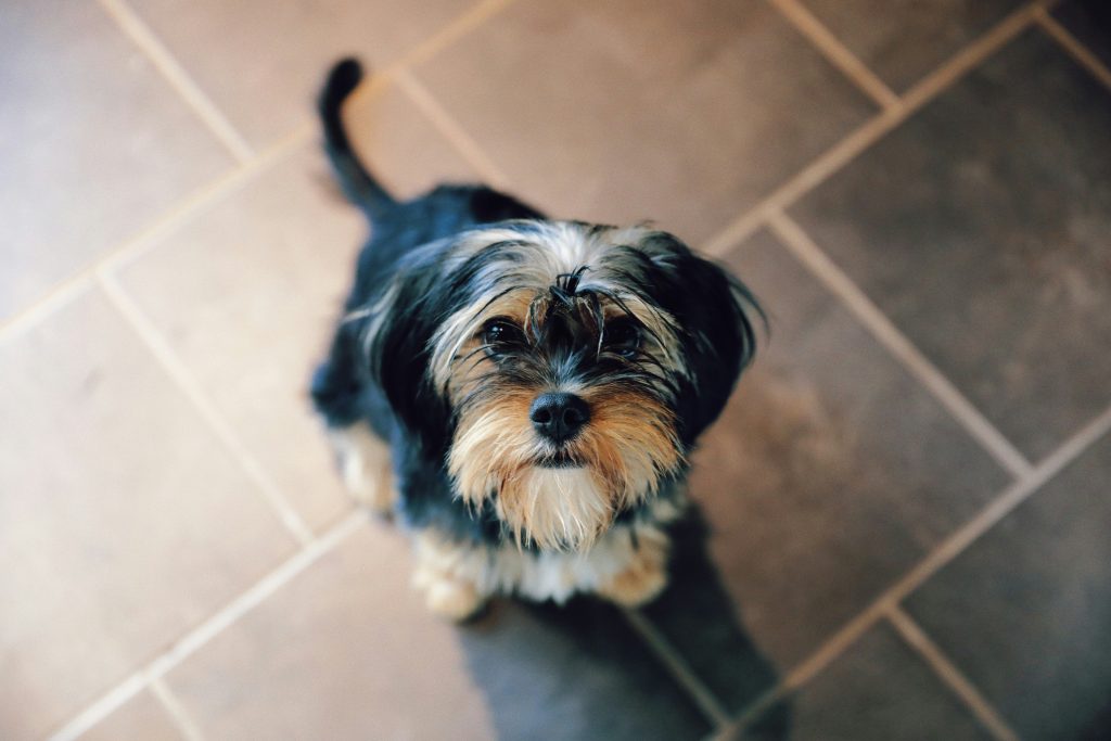 dog on a concrete floor