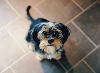 dog on a concrete floor